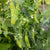Oregon Sugar Pod II Certified Organic