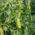Oregon Sugar Pod II Certified Organic