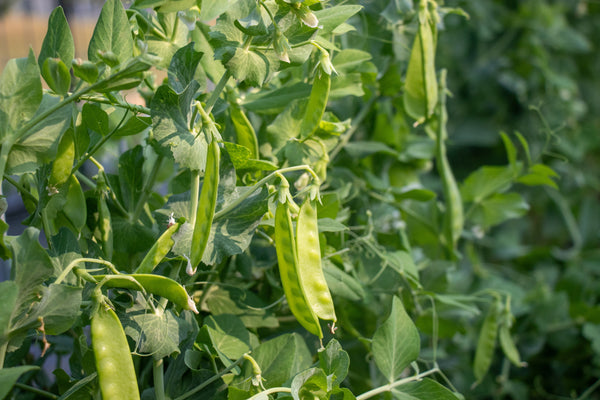 Oregon Sugar Pod II Certified Organic