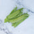 Oregon Sugar Pod II Certified Organic