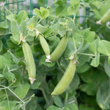 Little Snappea Crunch
