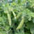 Little Snappea Crunch
