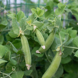Little Snappea Crunch