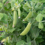 Little Snappea Crunch