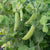 Little Snappea Crunch