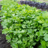 Laica Organic
