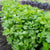 Laica Organic