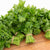 Laica Organic