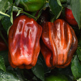 Candy Cane Chocolate Cherry F1