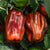 Candy Cane Chocolate Cherry F1