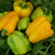 Flavorburst F1