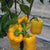 Flavorburst F1