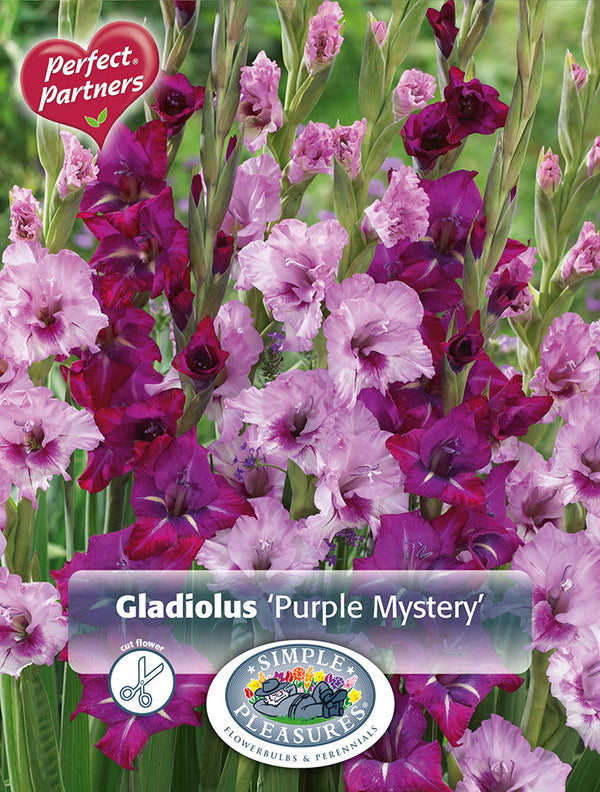 Gladiolus Purple Mystery 15pk