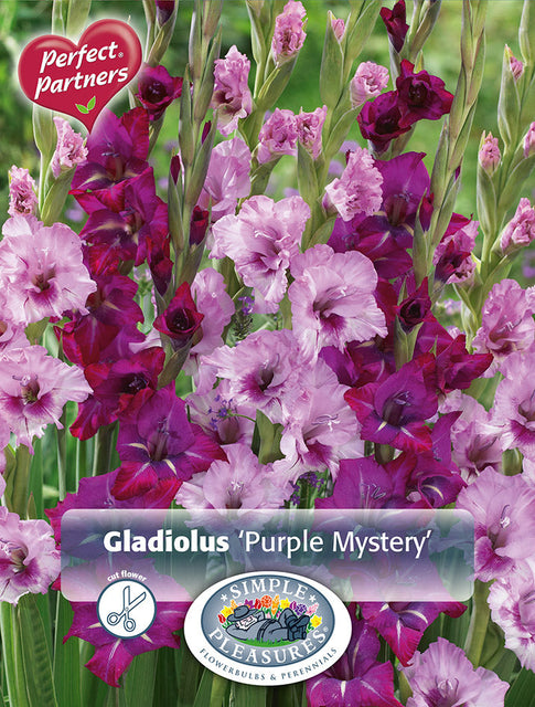 Gladiolus Purple Mystery 15pk