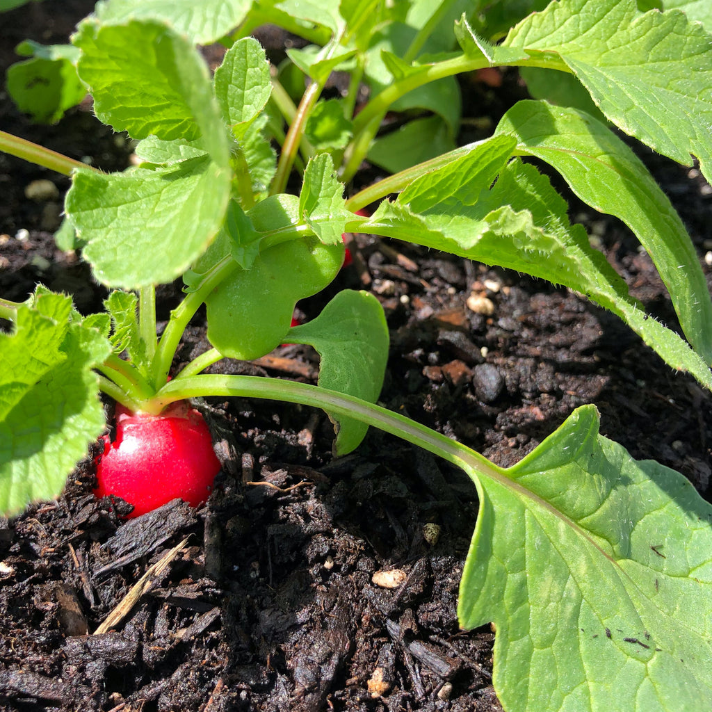 Raxe Organic Radish Seeds – West Coast Seeds