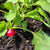 Raxe Certified Organic