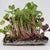 Radical Radish Mix