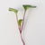 Radical Radish Mix