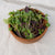 Radical Radish Mix