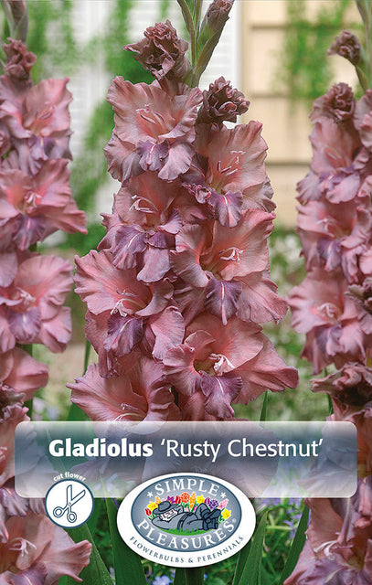 Gladiolus Rusty Chestnut 10pk
