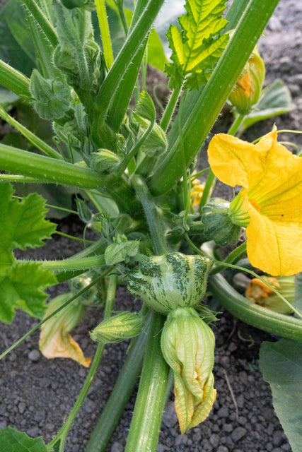lightning plant seeds Green Lightning F1