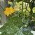 Ola Escaladora Certified Organic