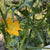 Ola Escaladora Certified Organic