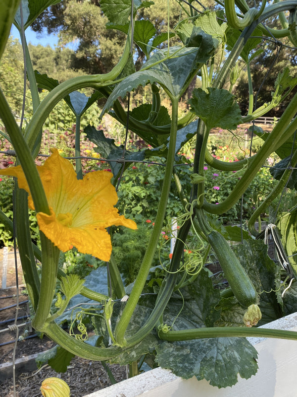 Ola Escaladora Certified Organic