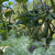 Ola Escaladora Certified Organic