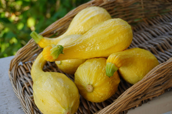 Golden Summer Crookneck