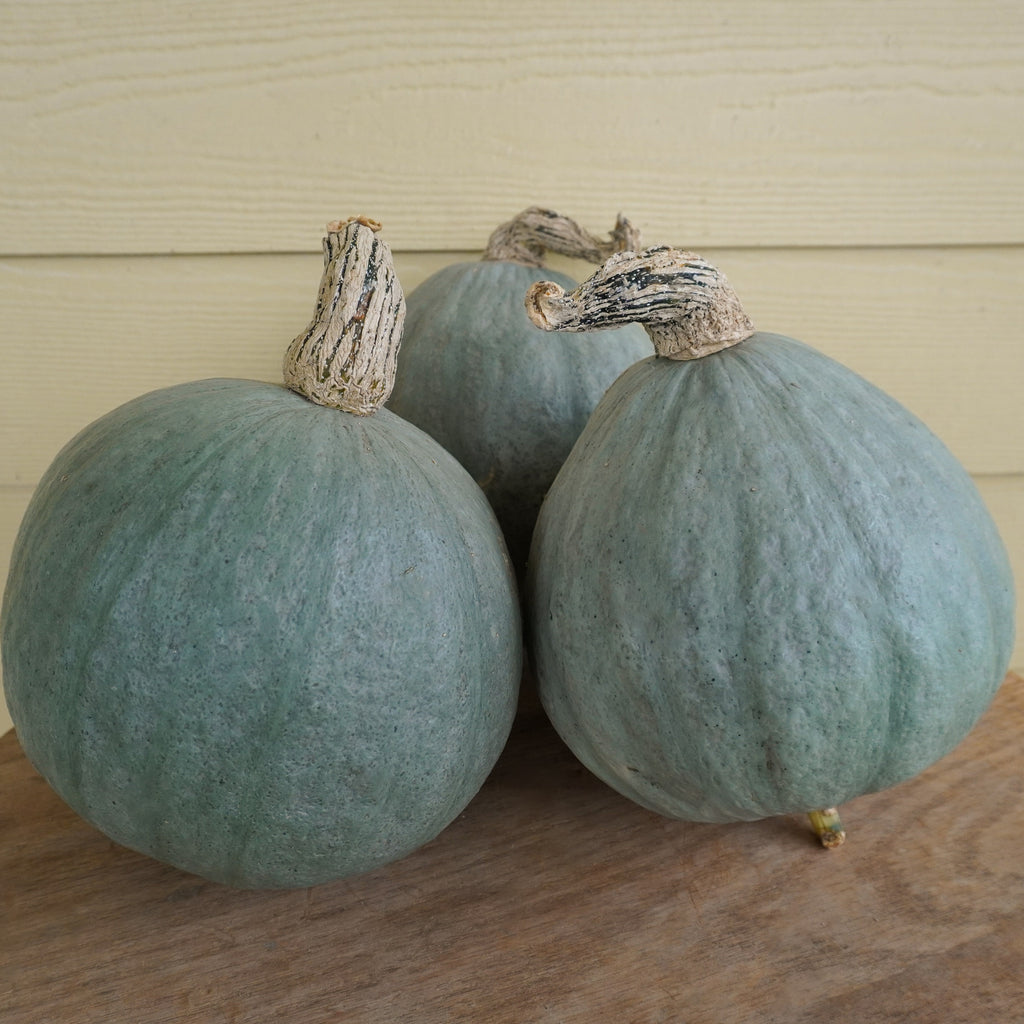 Baby Blue Certified Organic – West Coast Seeds