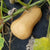 Butterbaby F1 Certifed Organic