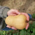Butterbaby F1 Certifed Organic