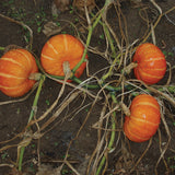 Orange Cutie F1