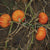 Orange Cutie F1