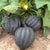 Black Bellota F1
