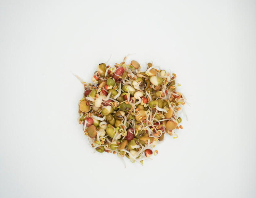 Salad Sprouting Seeds Organic