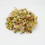 Salad Sprouting Seeds Organic