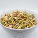 Salad Sprouting Seeds Organic