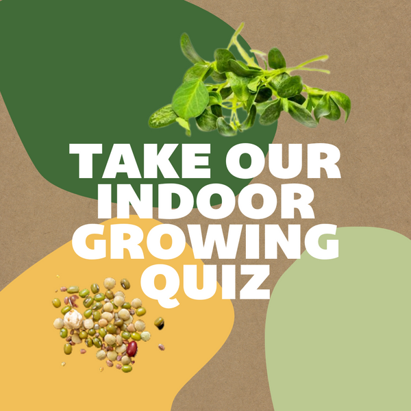 What Could You Grow Indoors?