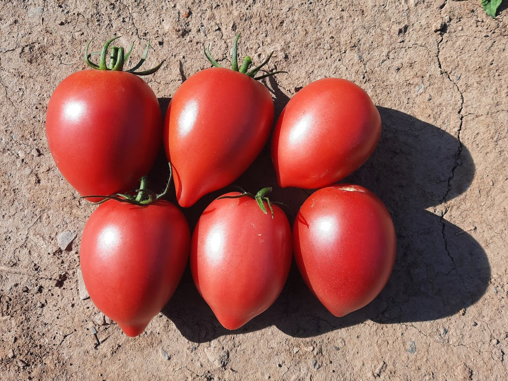Rugby Tomato Seeds – West Coast Seeds