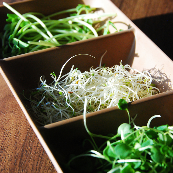Read About Indoor Growing
