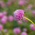 Lavender Lady