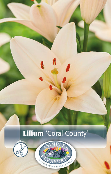 Lily Coral County 3pk – West Coast Seeds