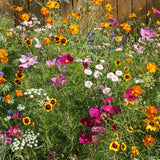 Cut Flower Blend