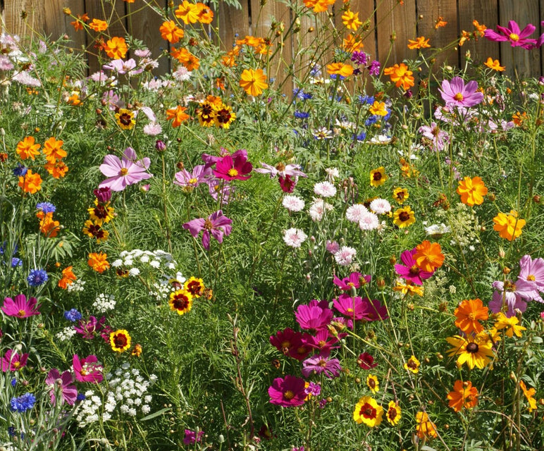 west coast seeds wildflower mix Cut Flower Blend