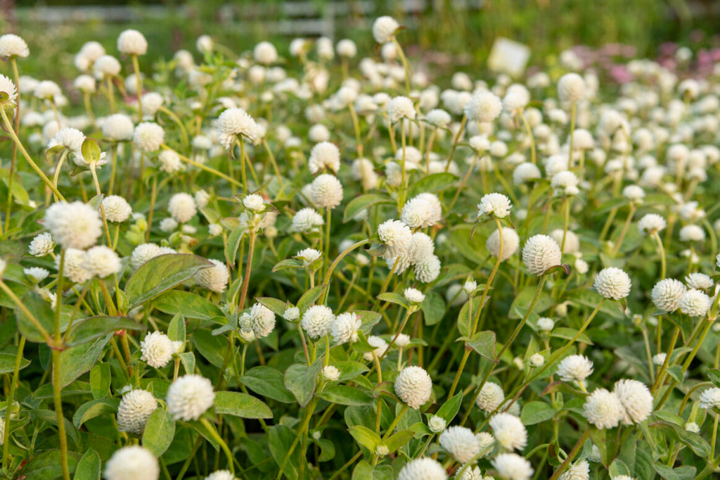 white seed flower White
