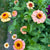 Zinderella Peach