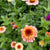 Zinderella Peach
