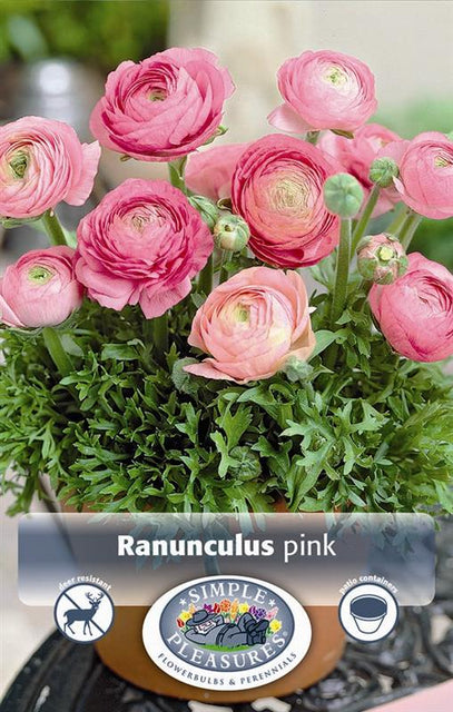 Ranunculus Pink 10pk